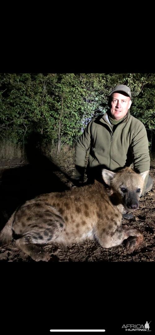 Hunting Spotted Hyena Zimbabwe