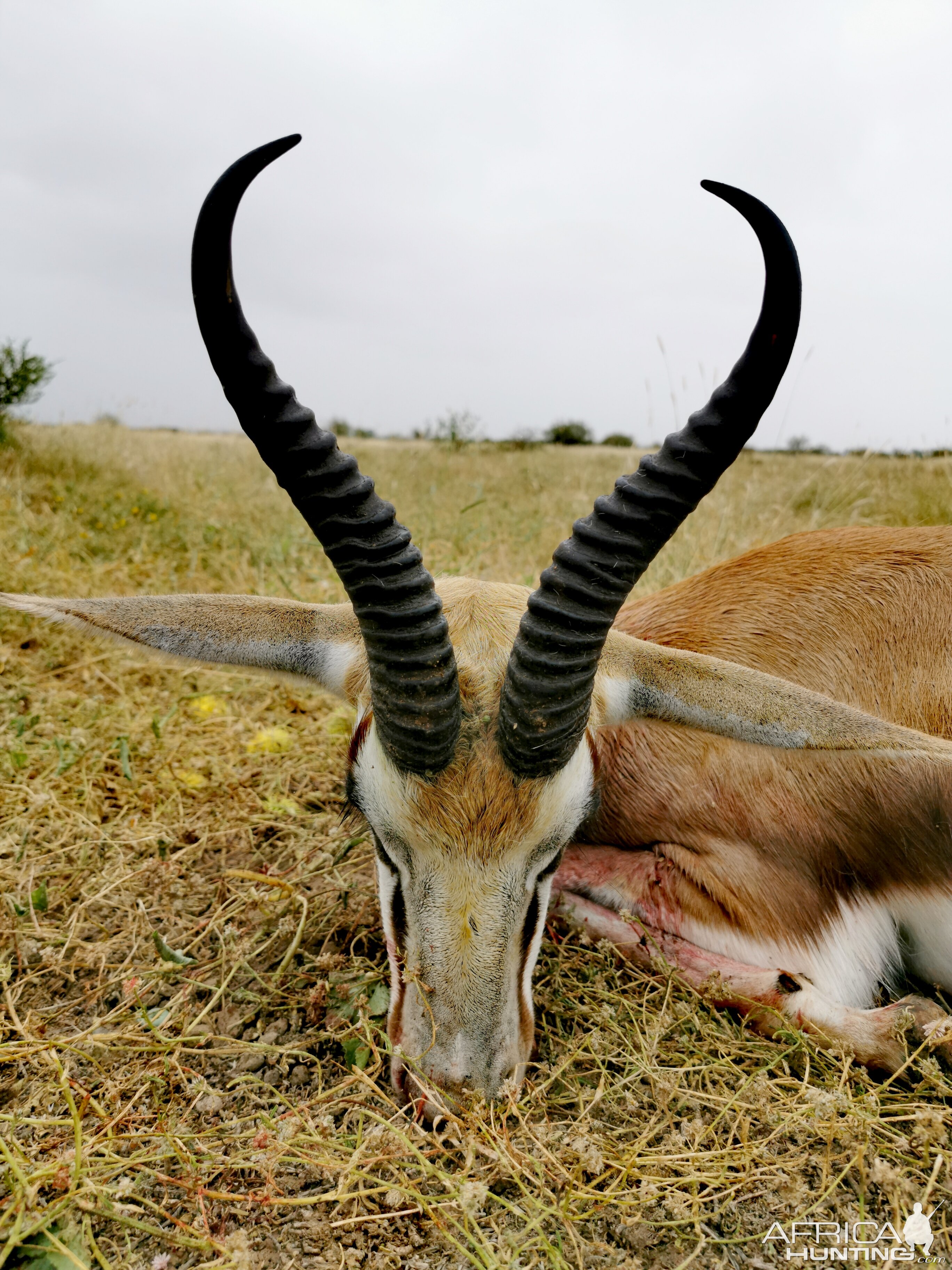 Hunting Springbok in South Africa