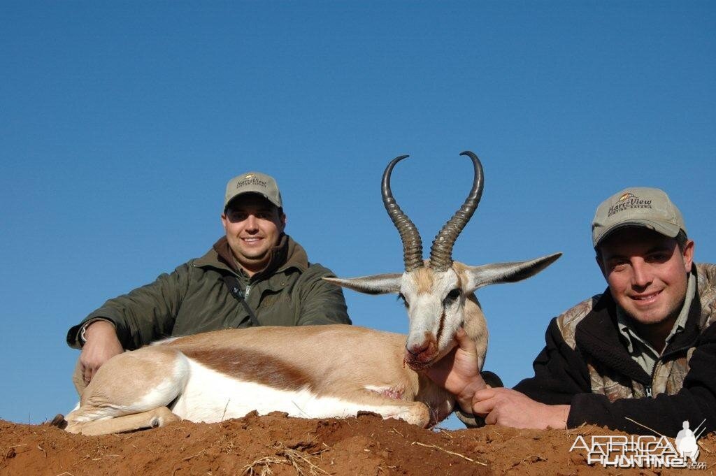 Hunting Springbok