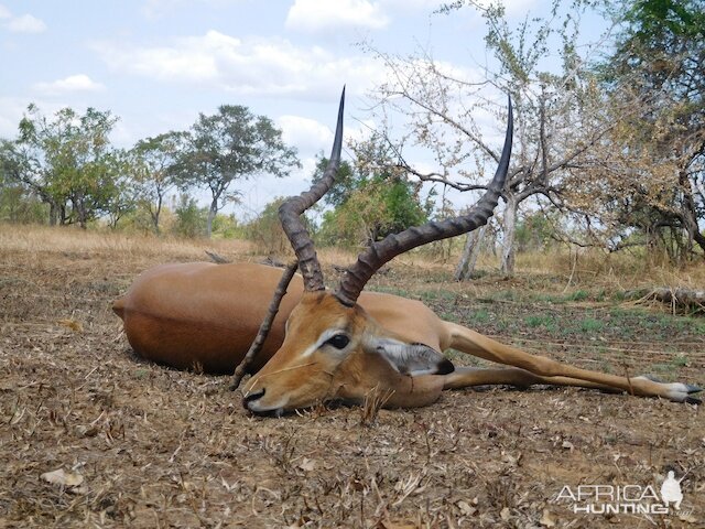 Hunting Tanzania Impala