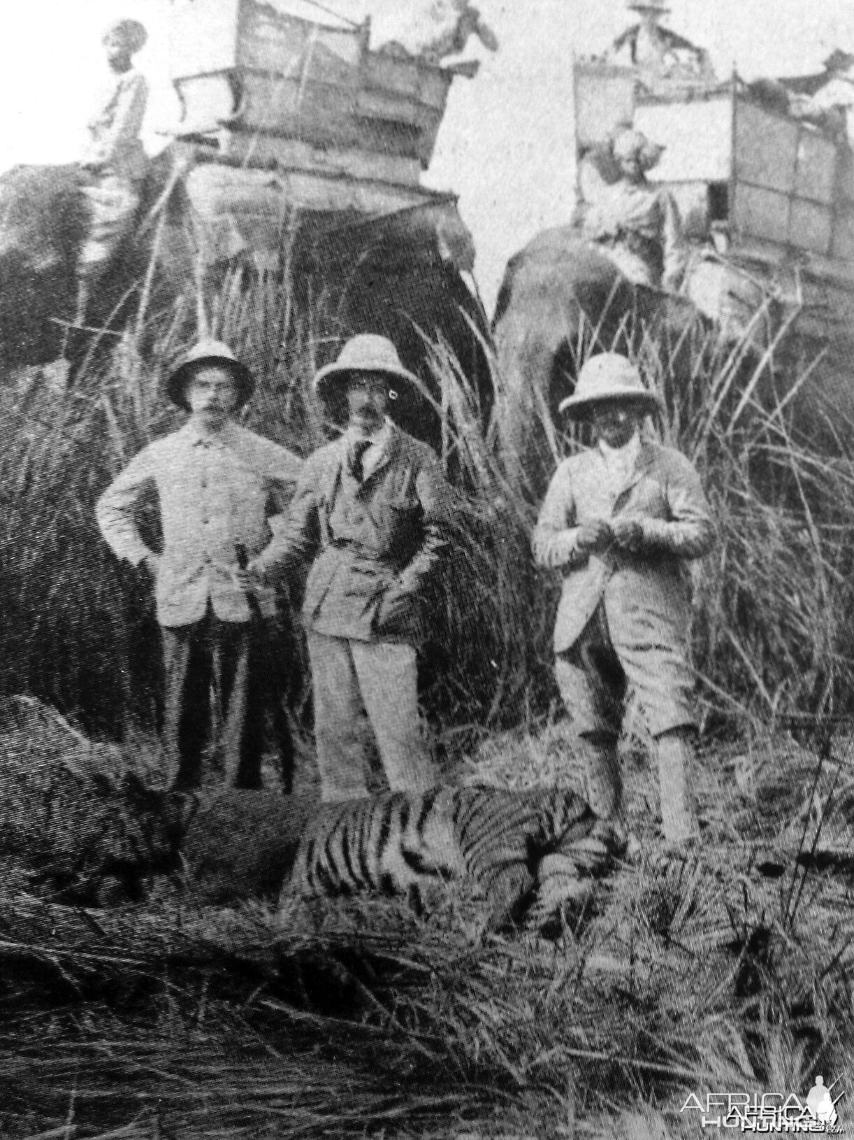 Hunting Tiger 1889