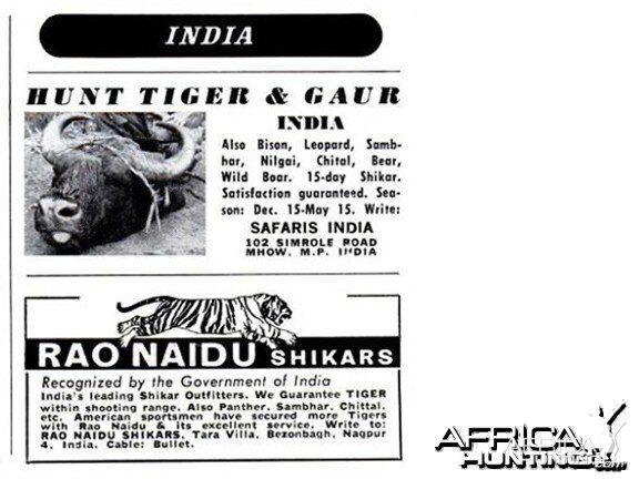 Hunting Tiger and Gaur in India