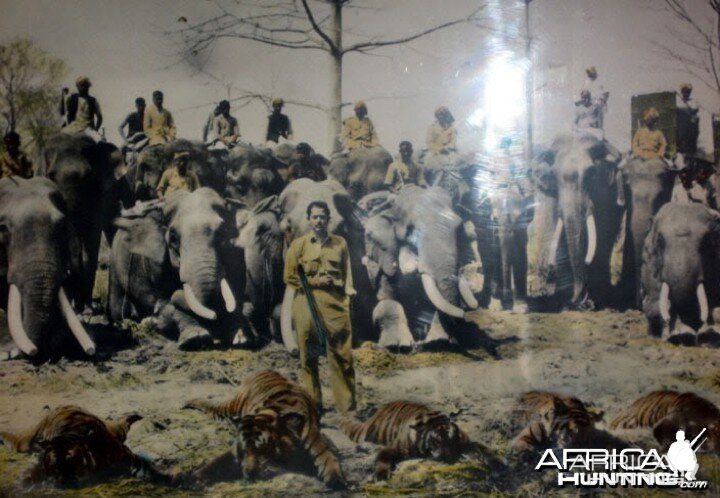 Hunting Tiger in Nepal 1950