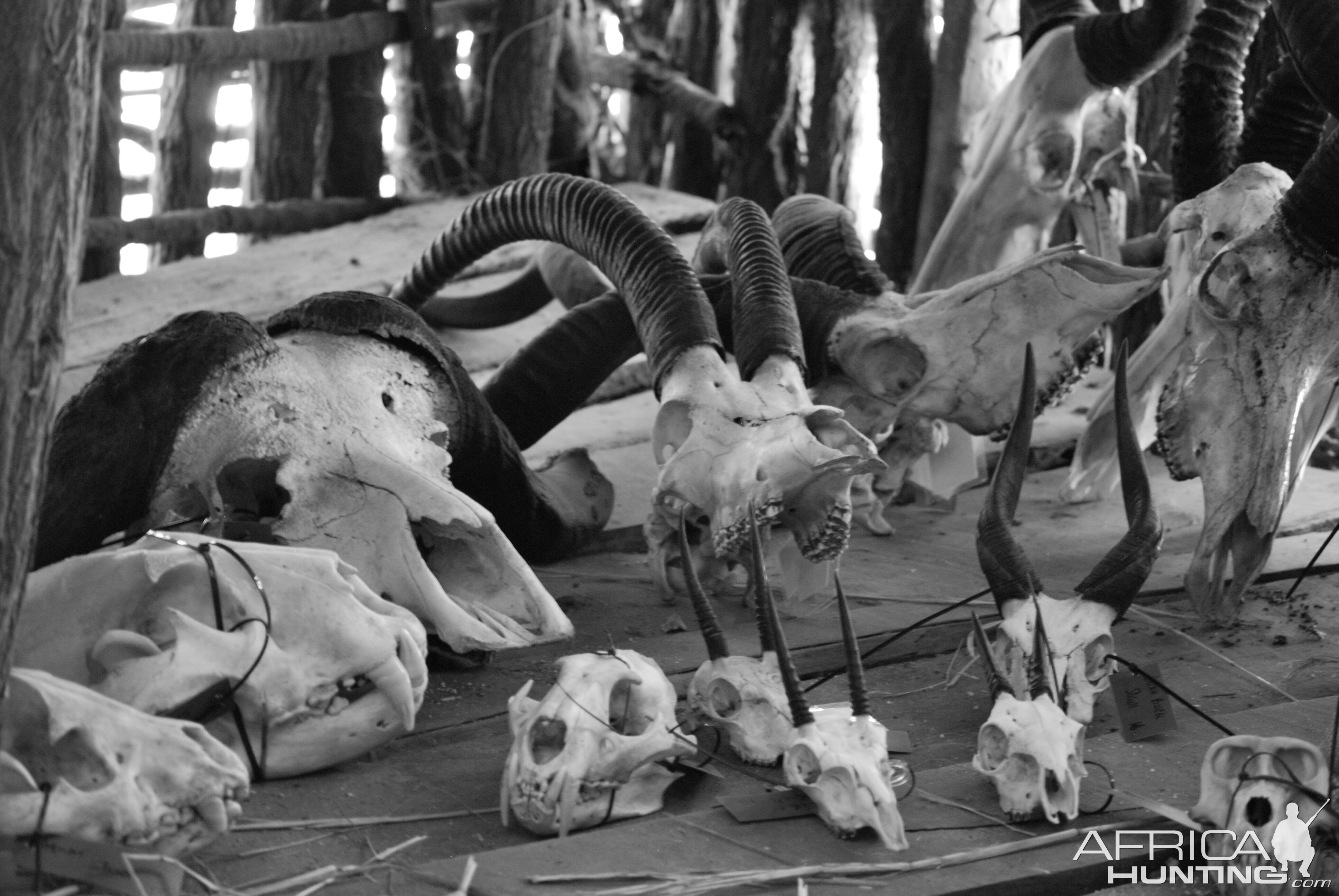 Hunting Trophies Tanzania