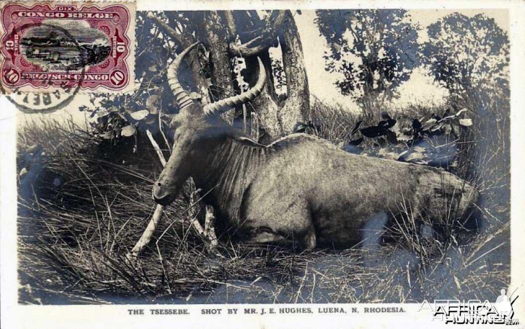 Hunting Tsessebi in Rhodesia ca 1919