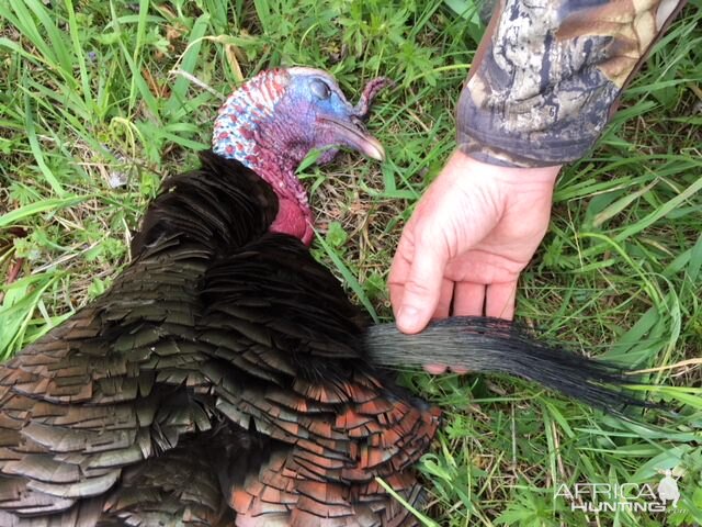 Hunting Turkey Canada