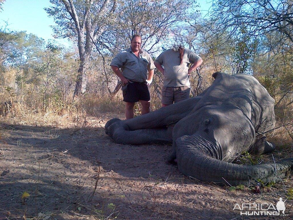 Hunting Tuskless Elephant