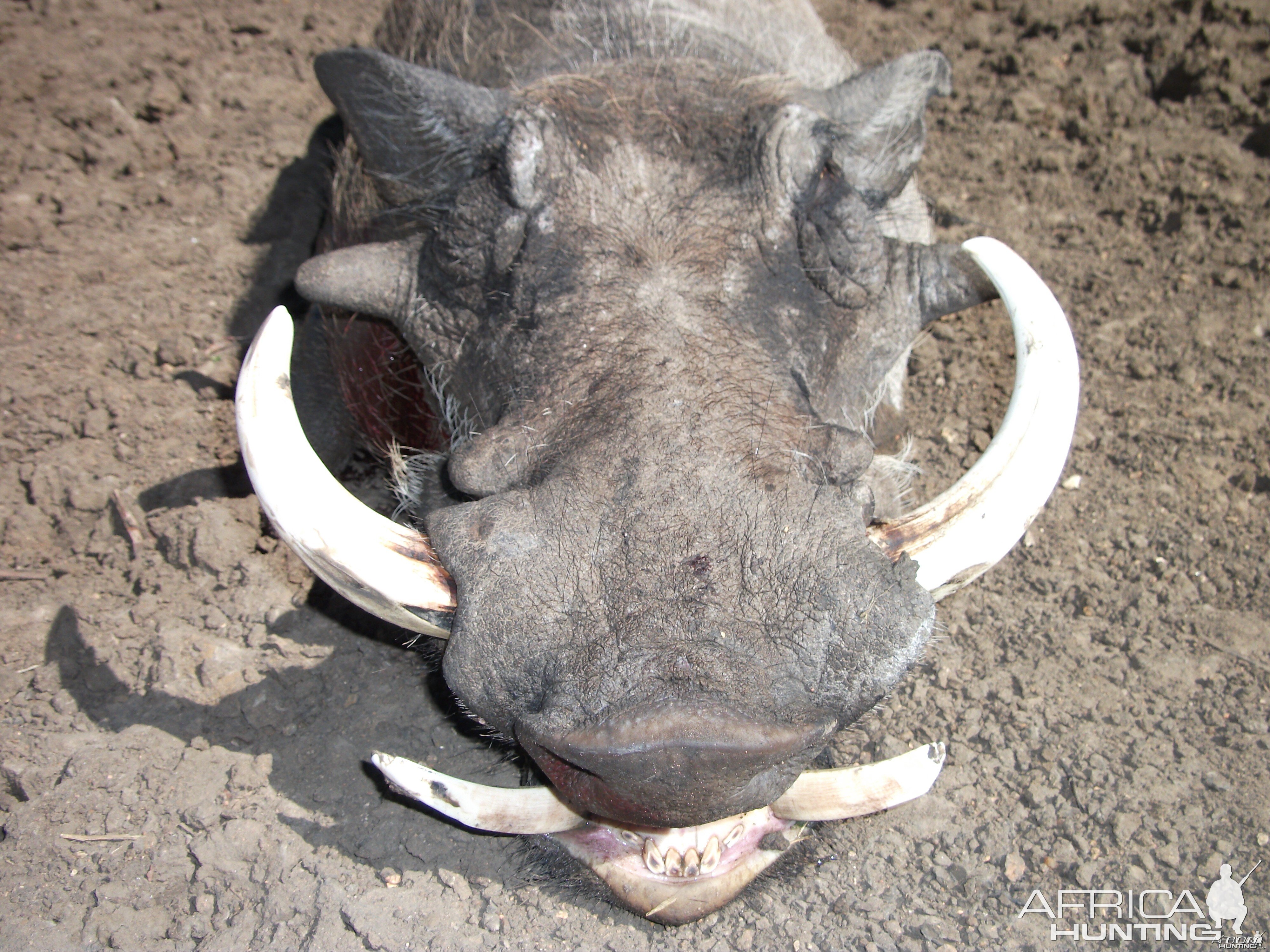 Hunting Warthog in Namibia