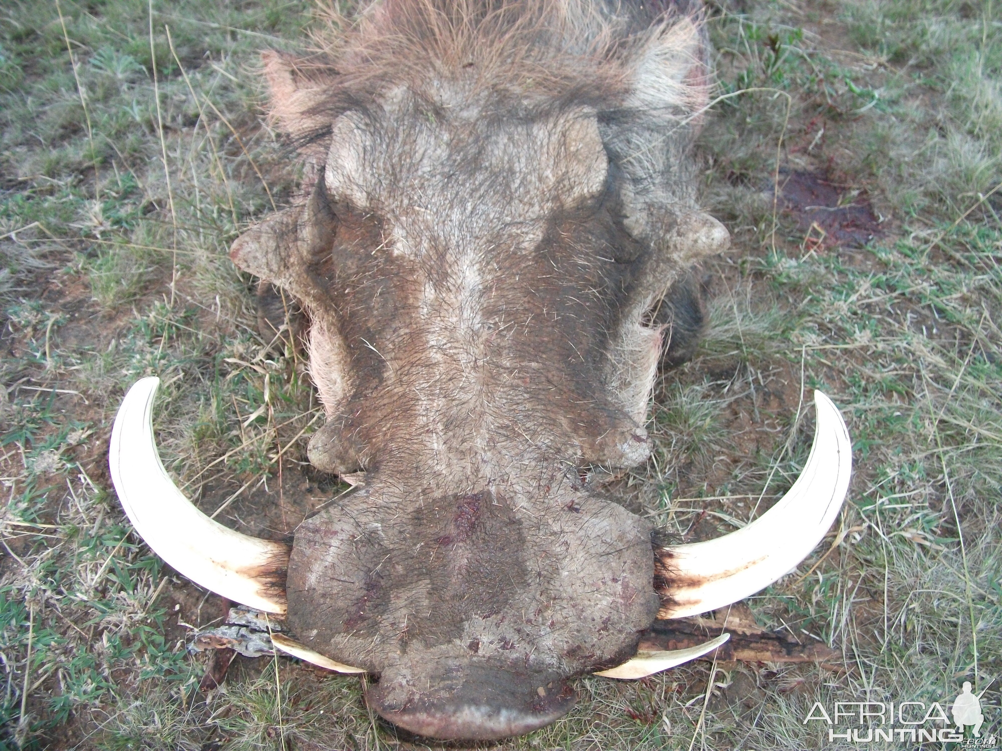 Hunting Warthog in Namibia