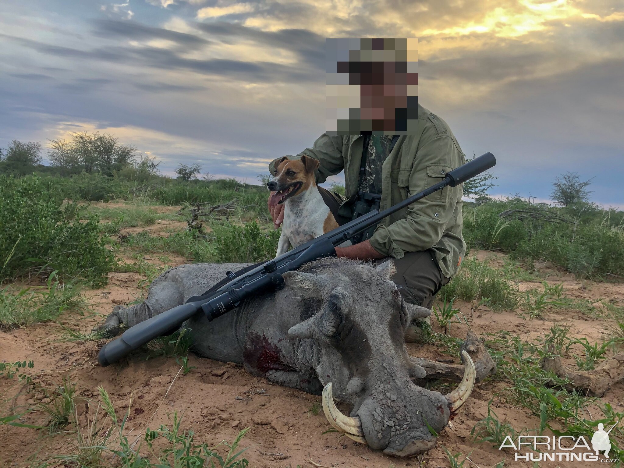 Hunting Warthog in Namibia