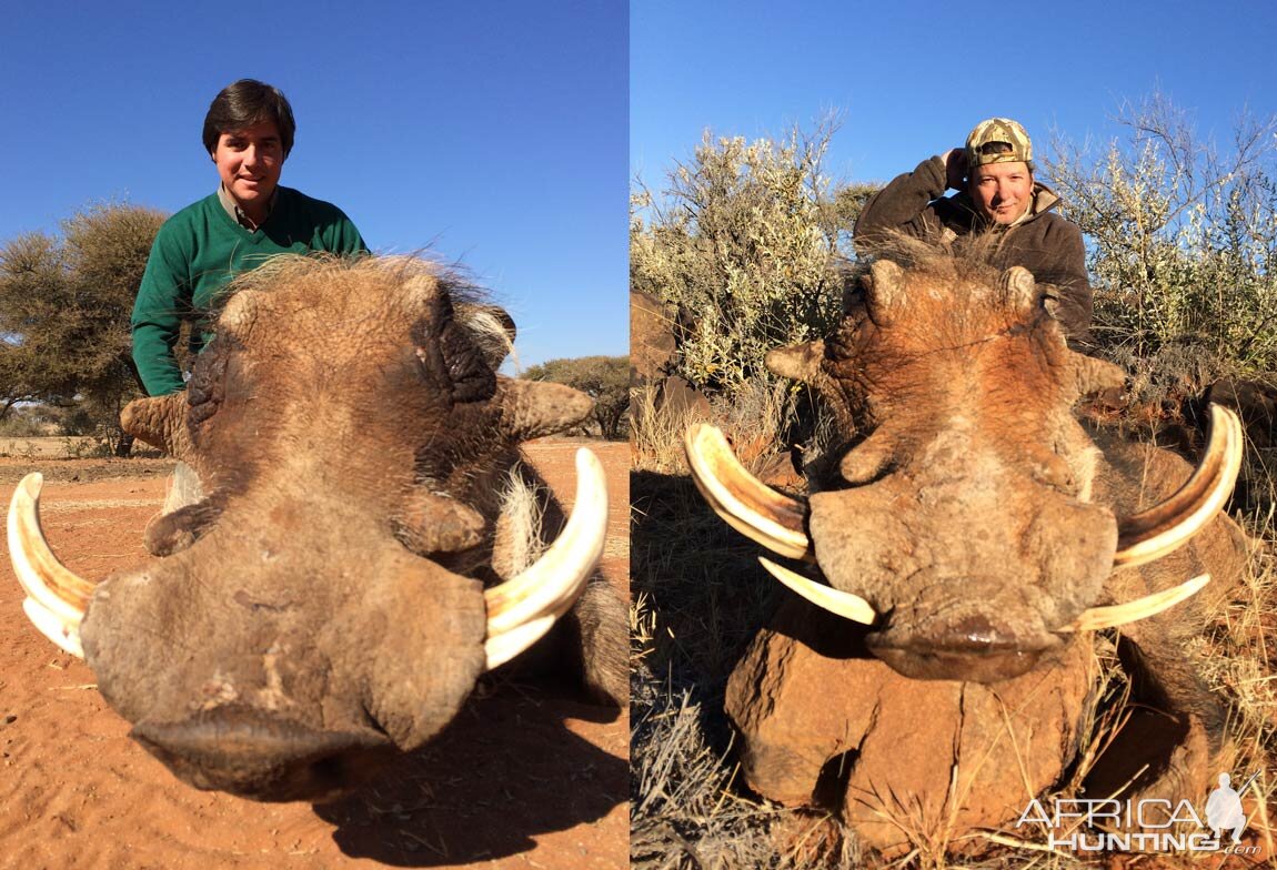 Hunting Warthog in South Africa