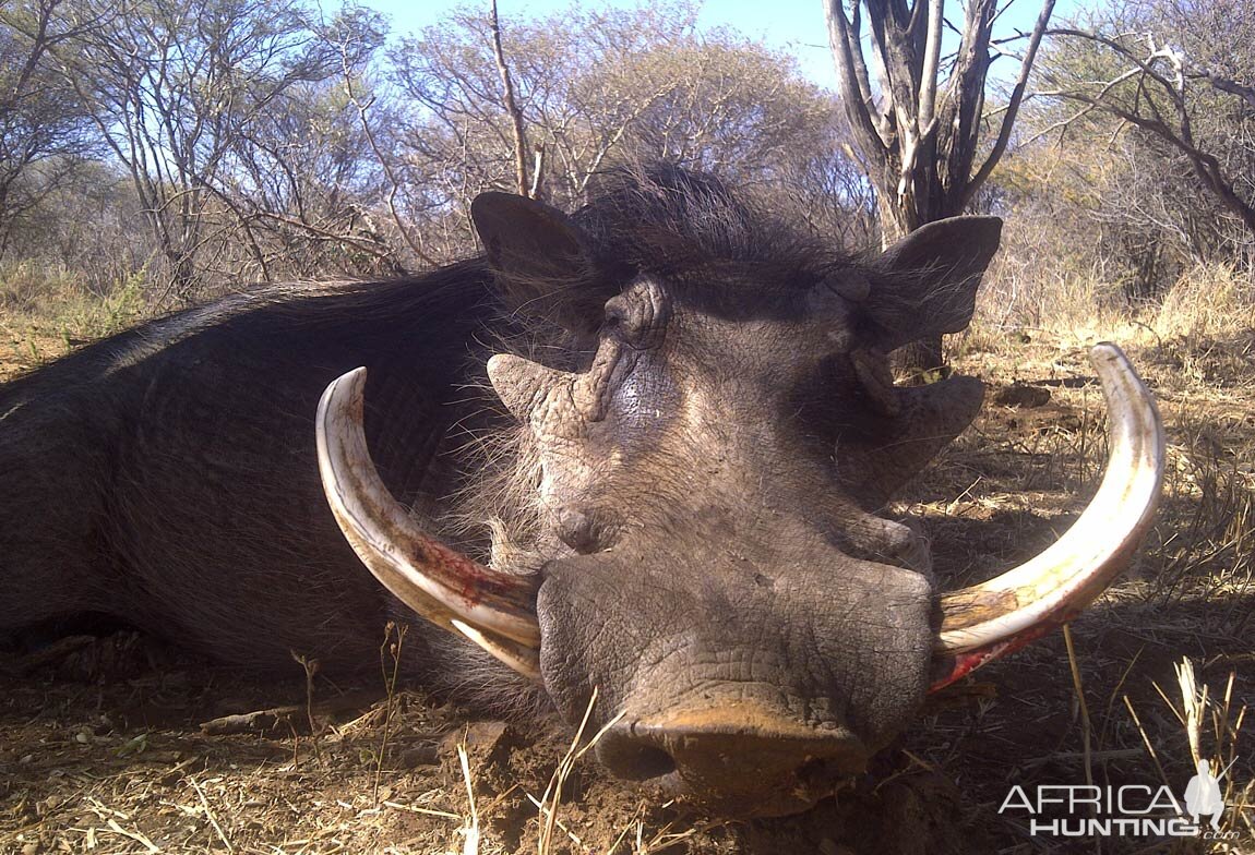 Hunting Warthog in South Africa