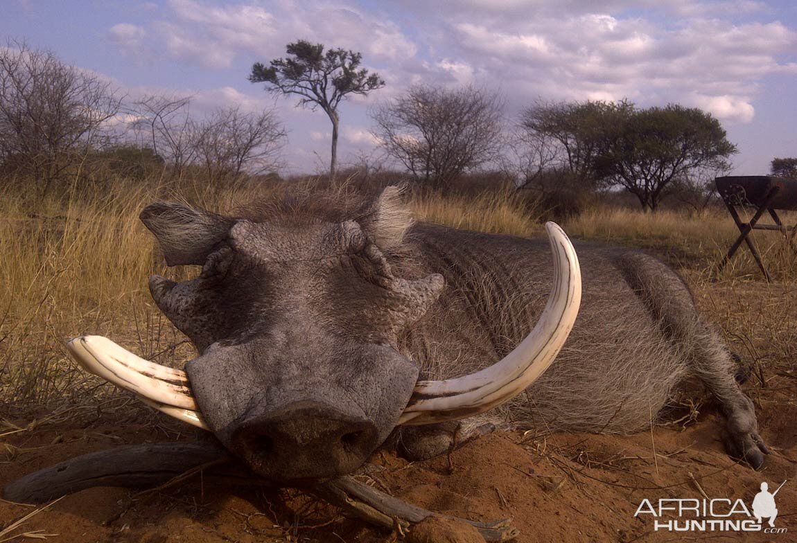 Hunting Warthog in South Africa