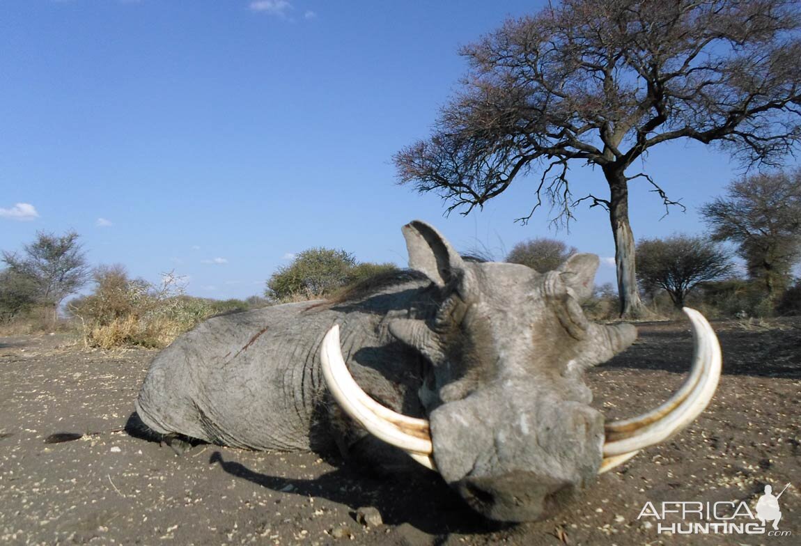 Hunting Warthog in South Africa