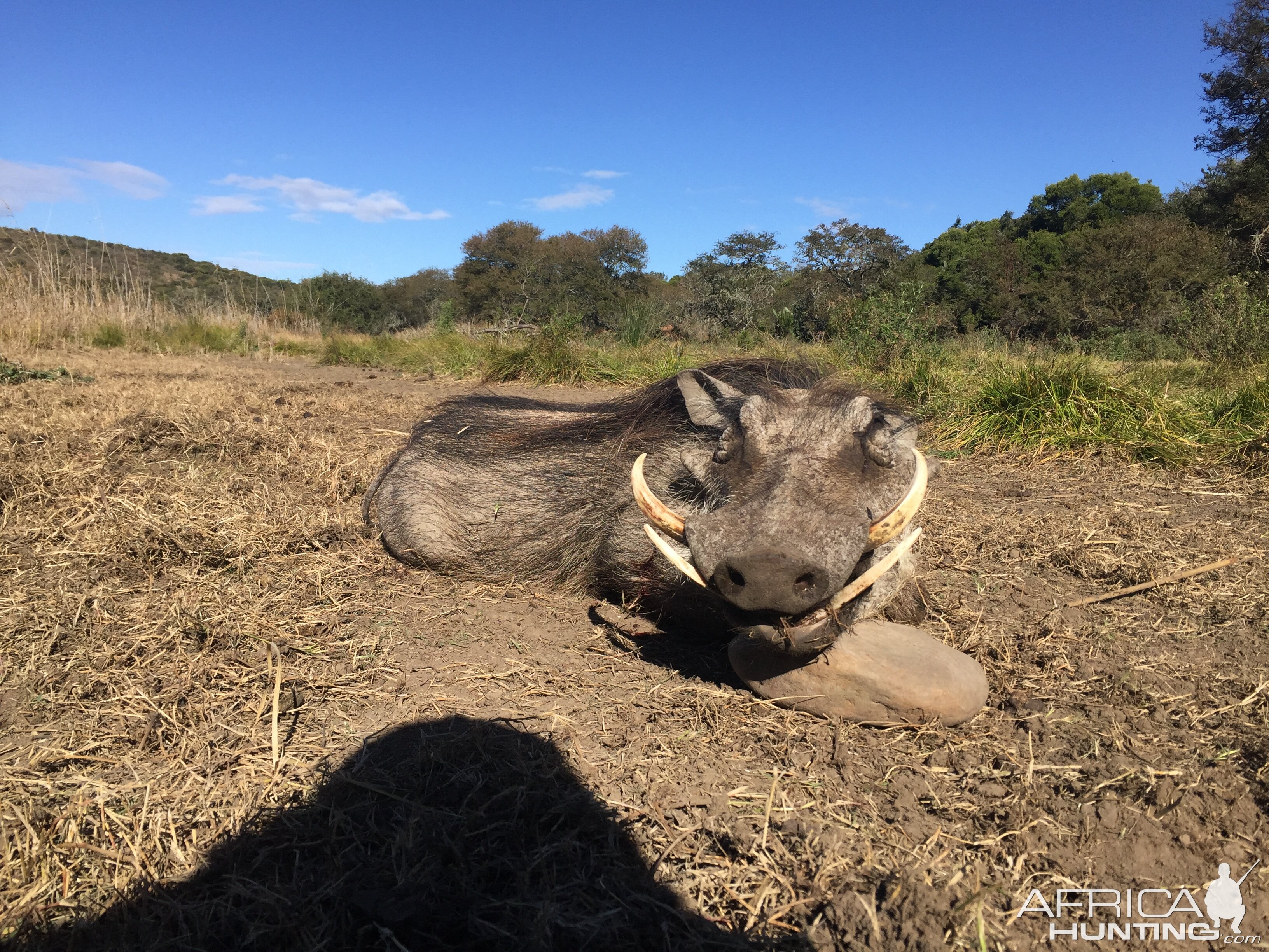 Hunting Warthog in South Africa