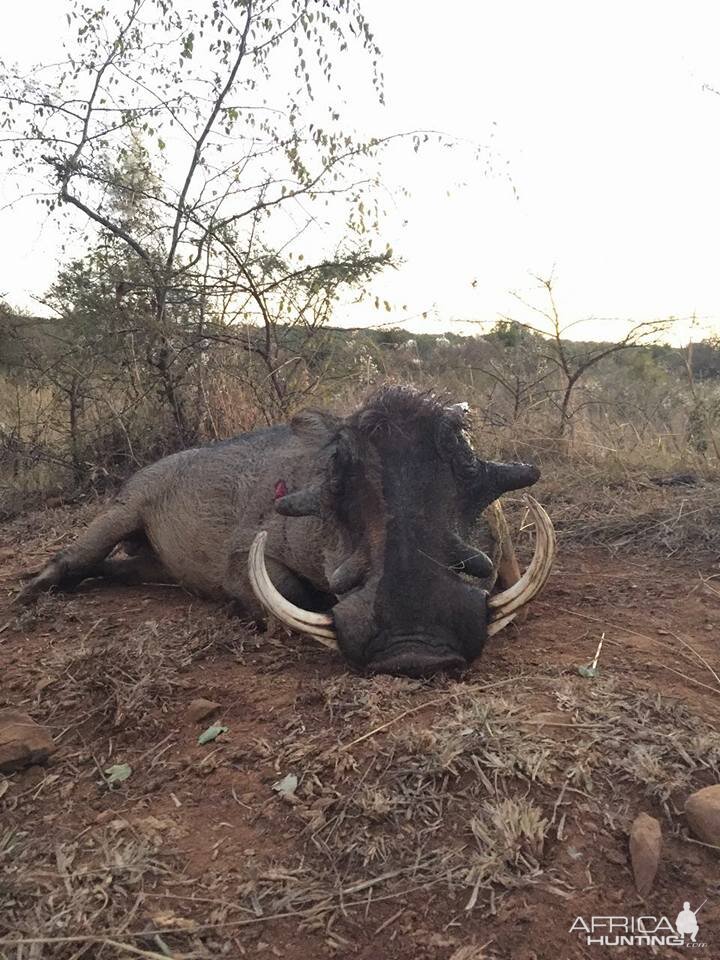 Hunting Warthog in South Africa