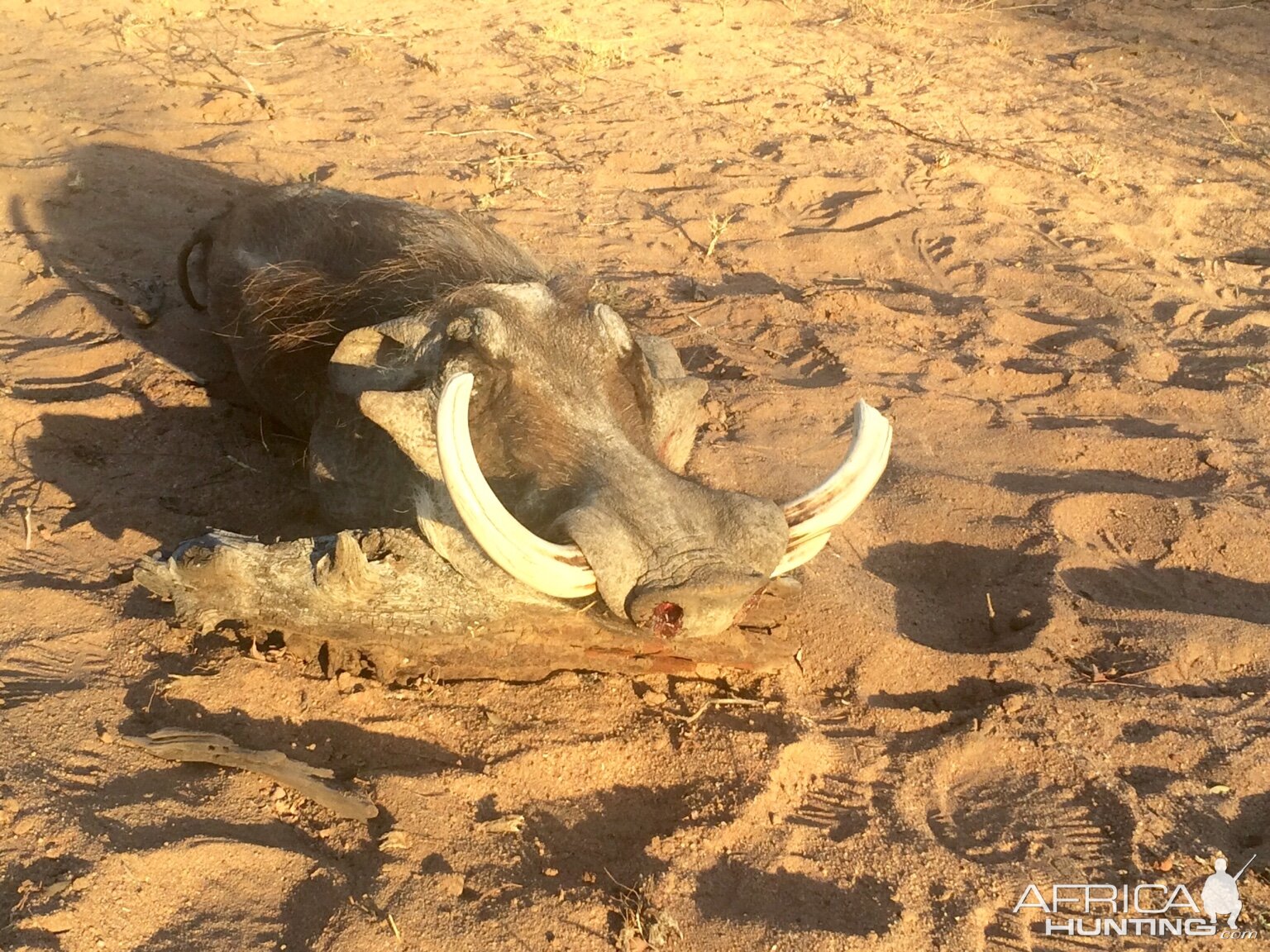 Hunting Warthog In South Africa | AfricaHunting.com