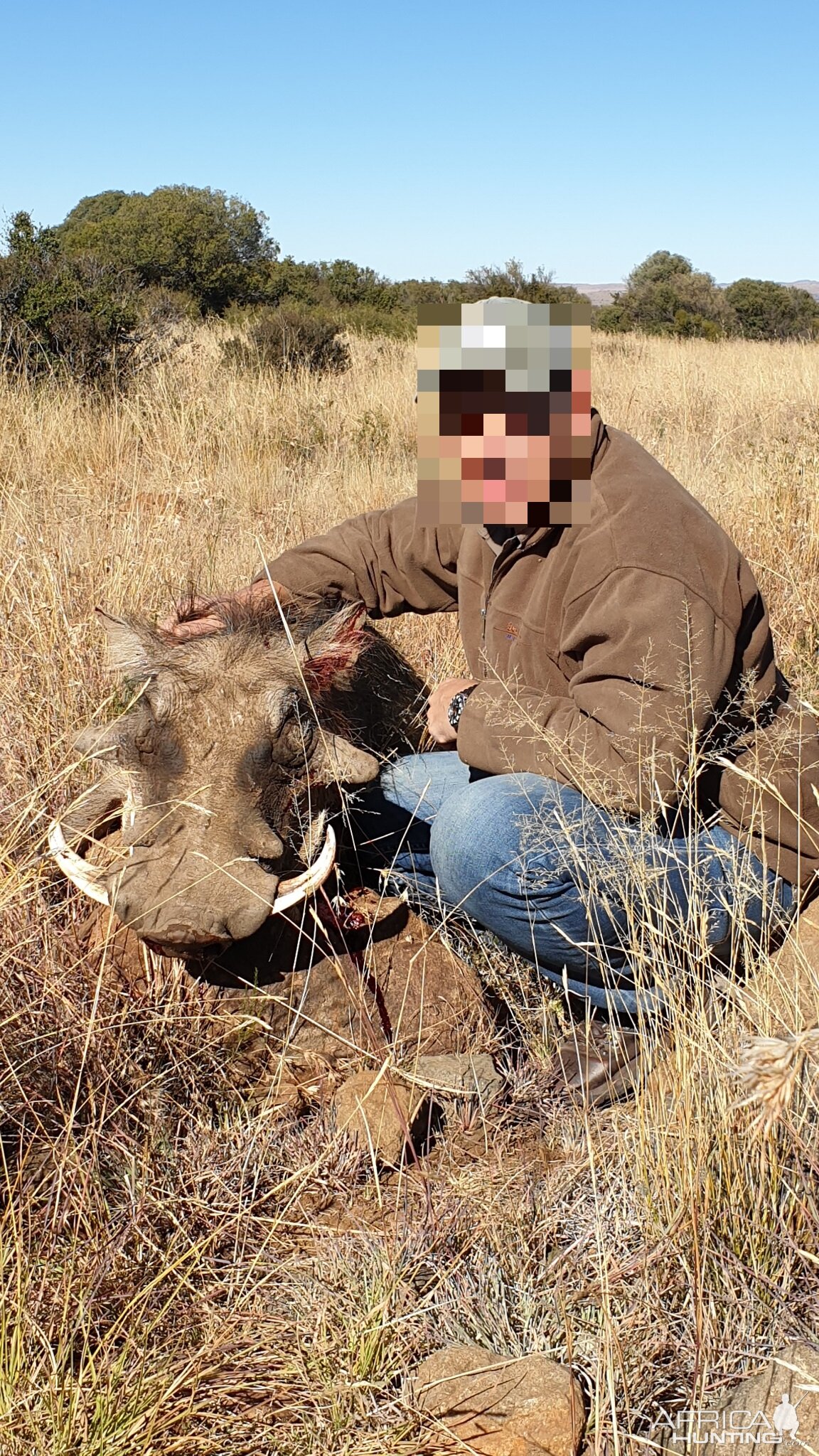 Hunting Warthog in South Africa