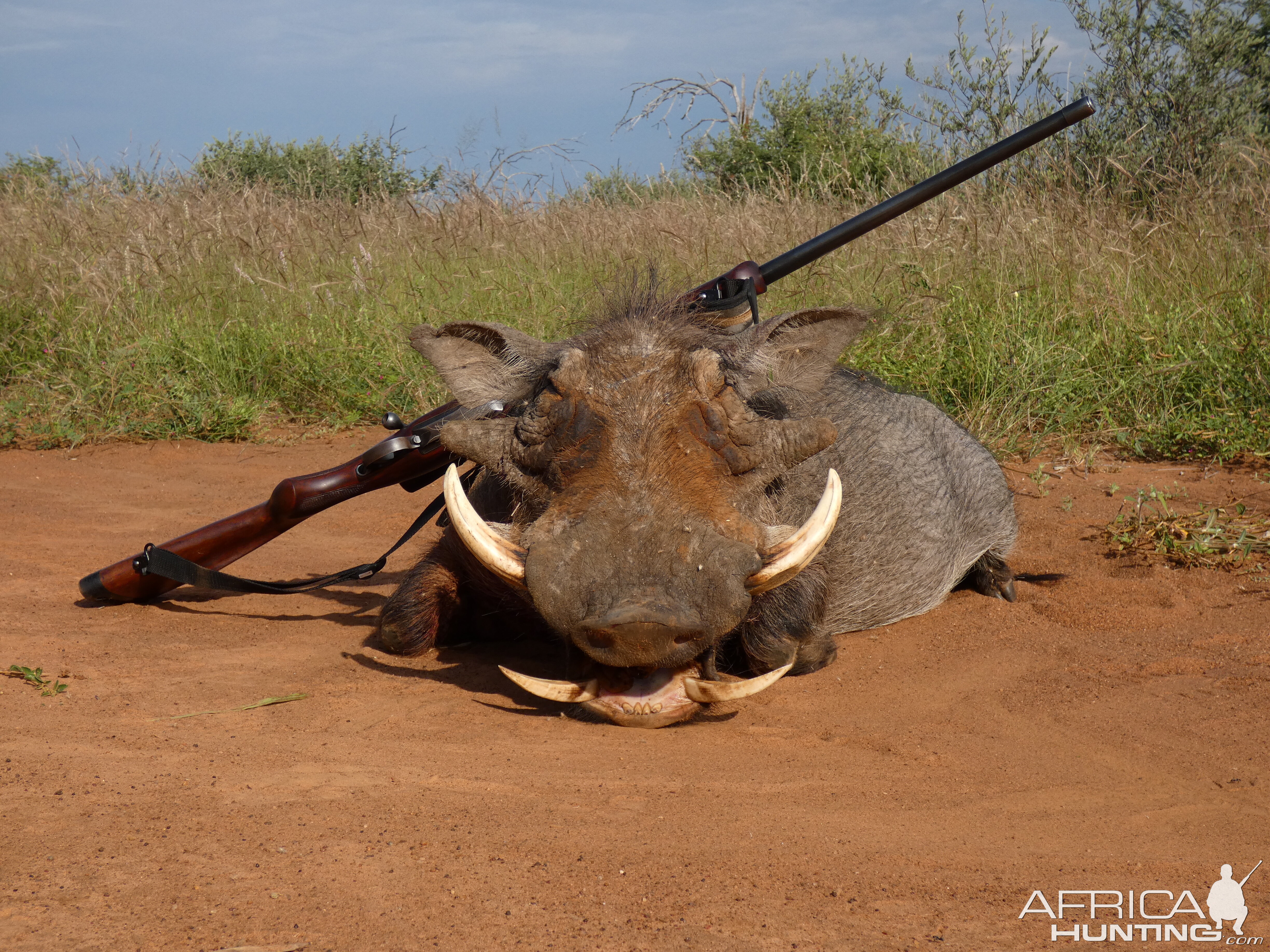 Hunting Warthog in South Africa