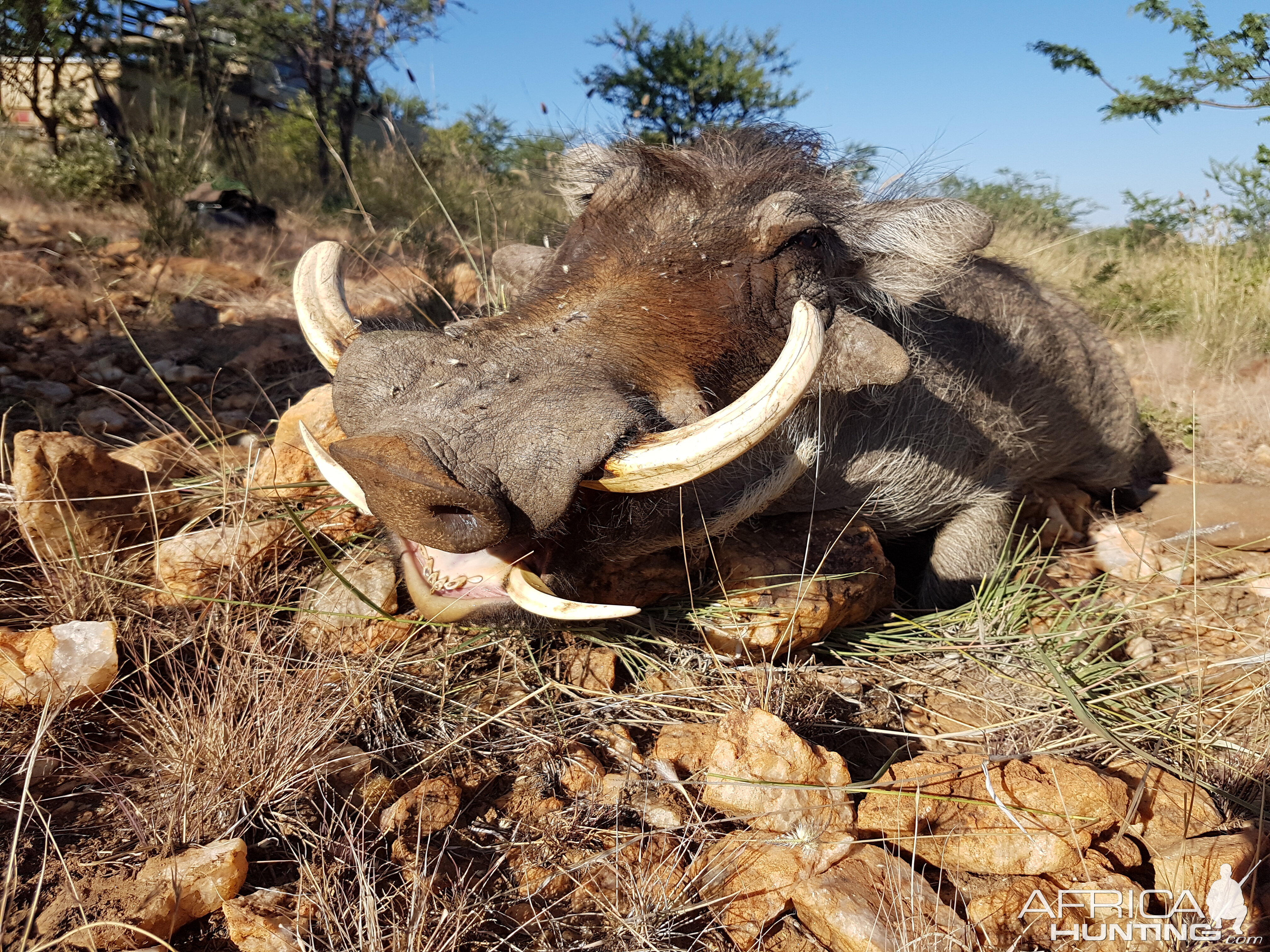 Hunting Warthog Namibia