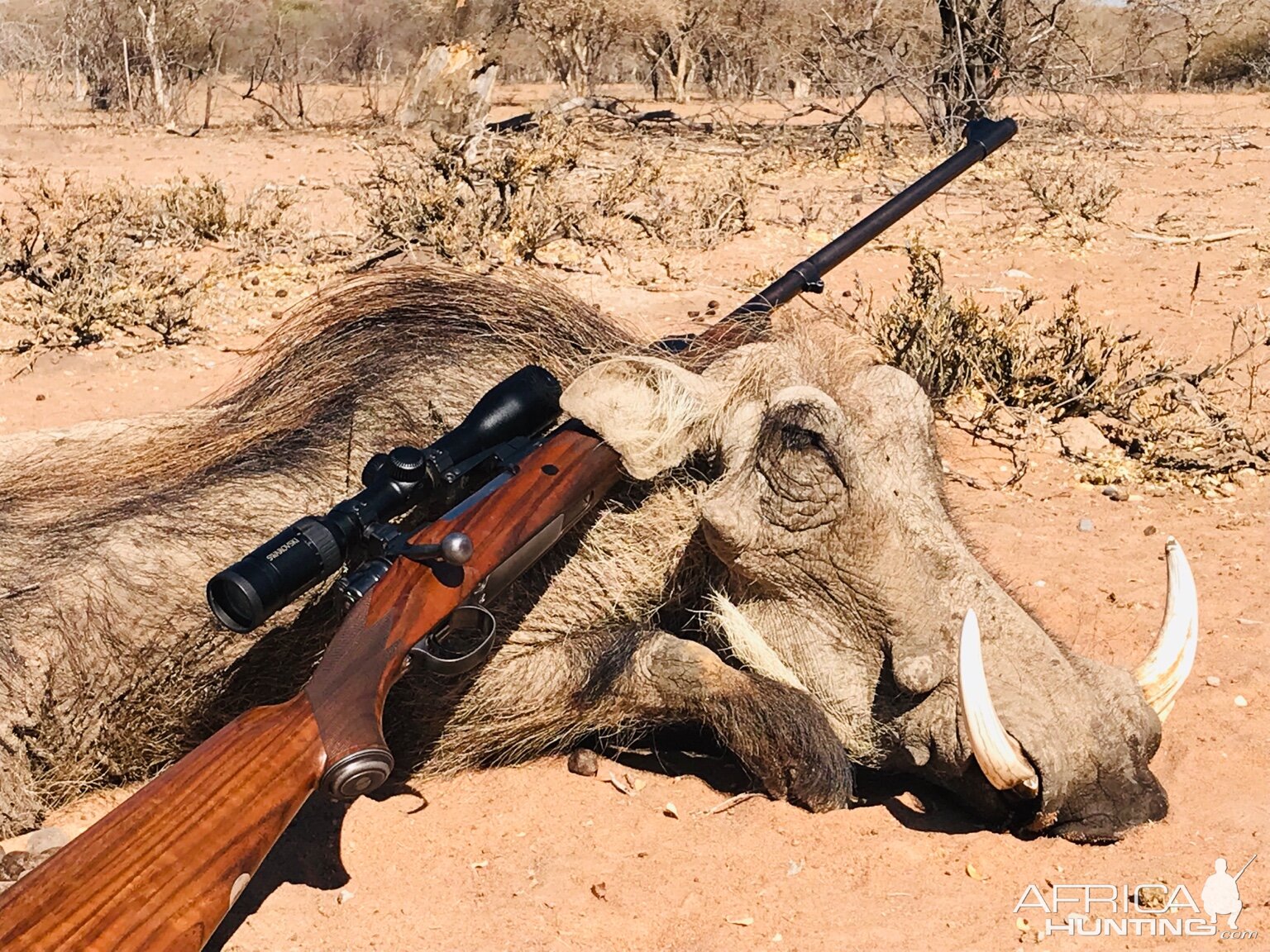 Hunting Warthog South Africa