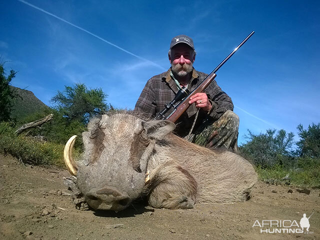 Hunting Warthog