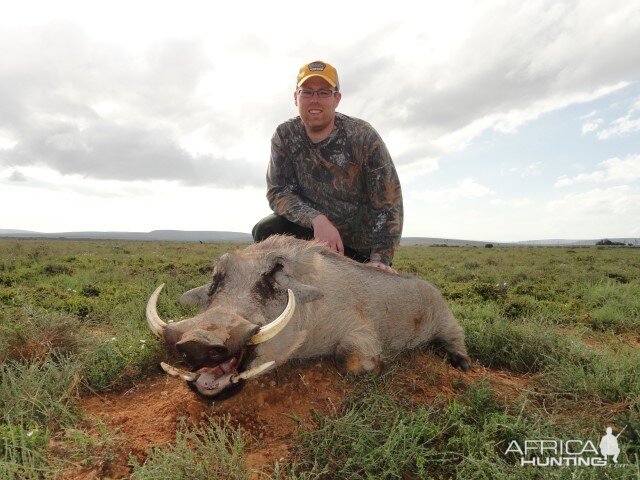 Hunting Warthog