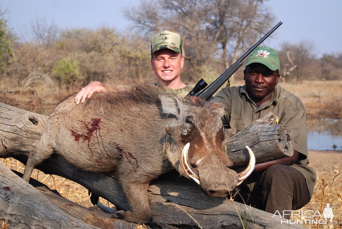 Hunting Warthog