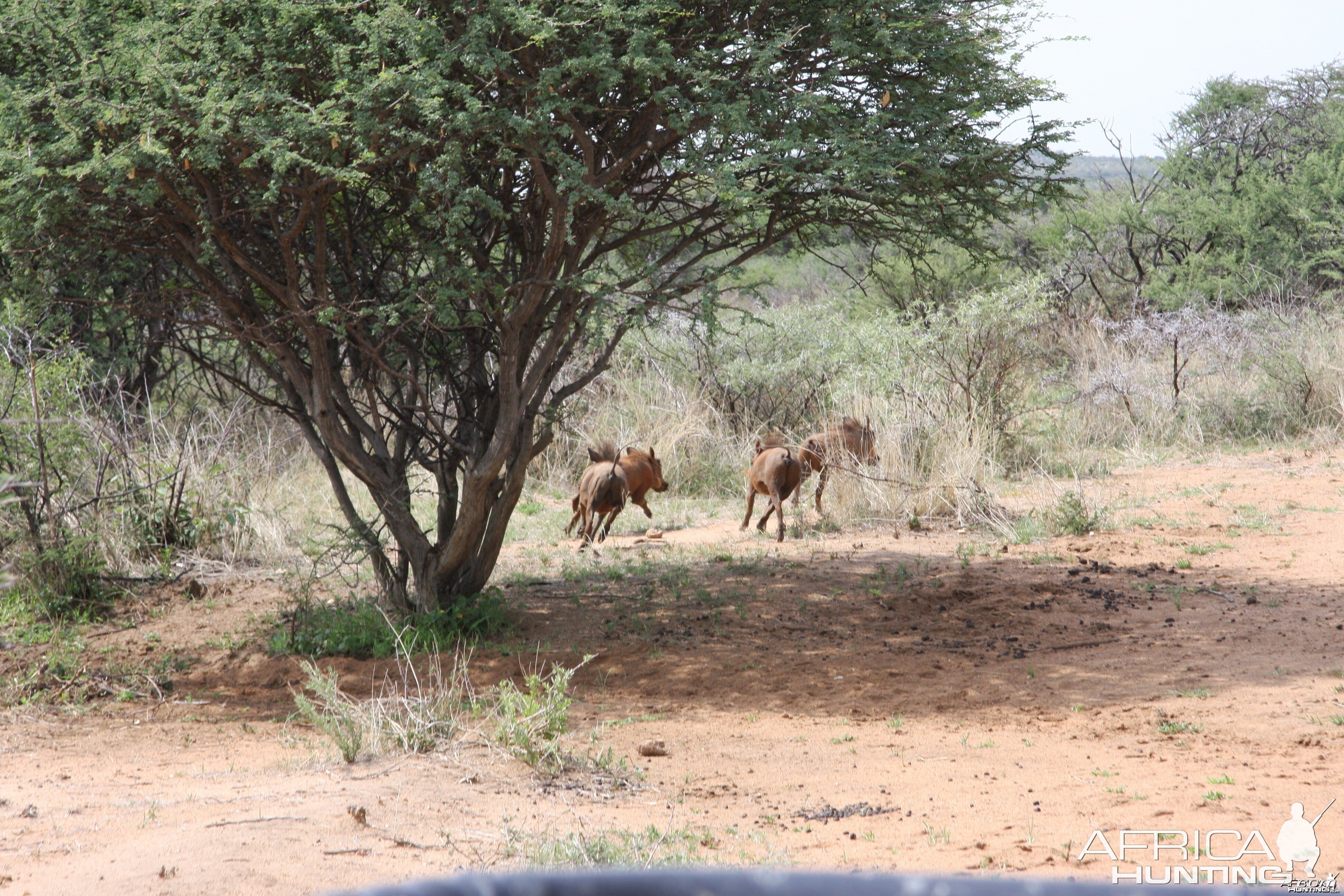 Hunting Warthogs