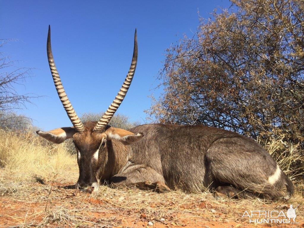 Hunting Waterbuck in South Africa