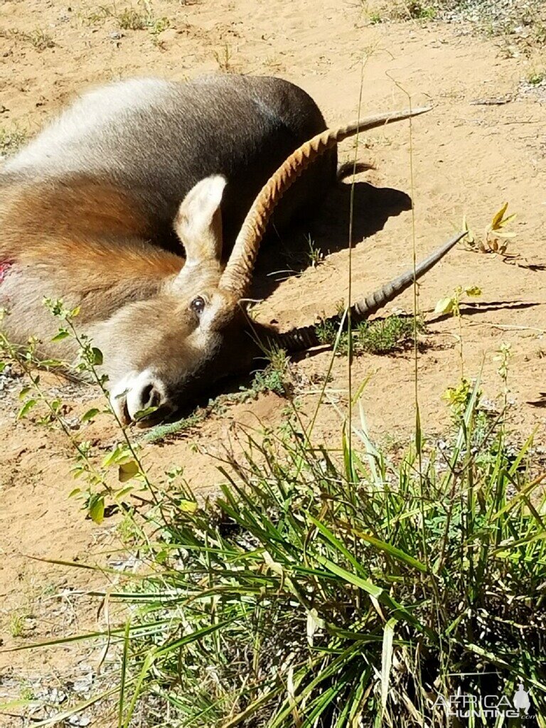 Hunting Waterbuck in South Africa