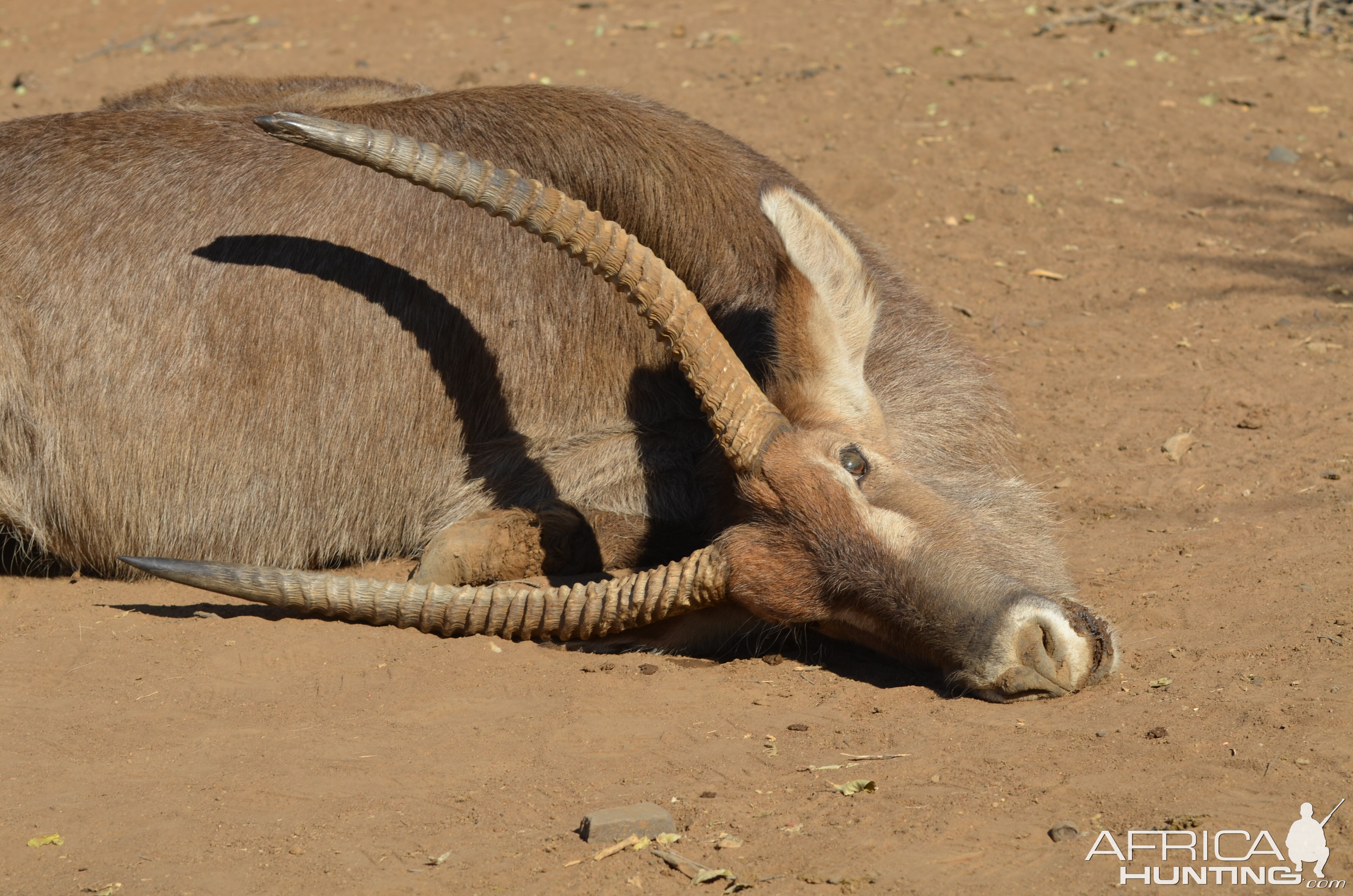 Hunting Waterbuck in South Africa