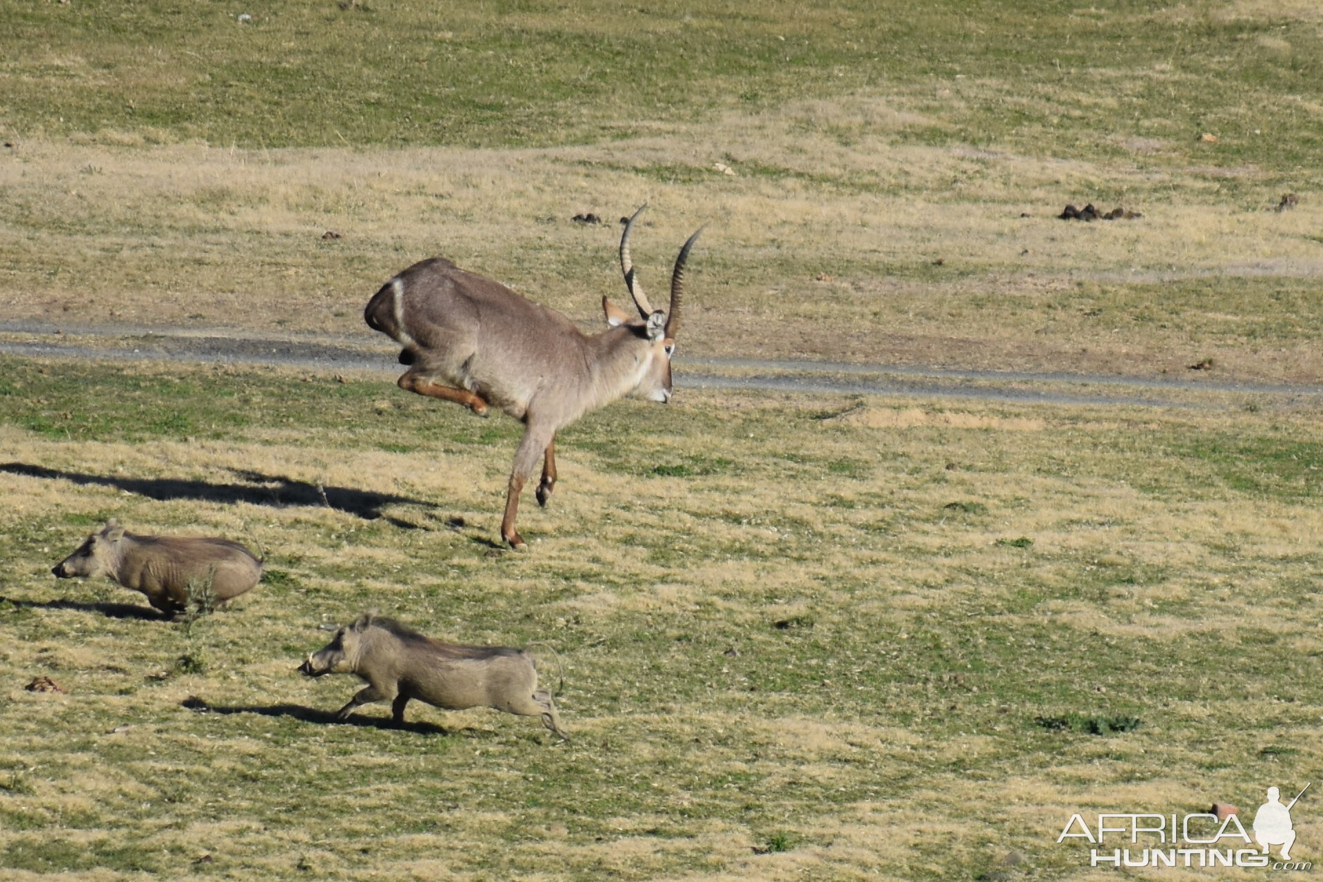 Hunting Waterbuck