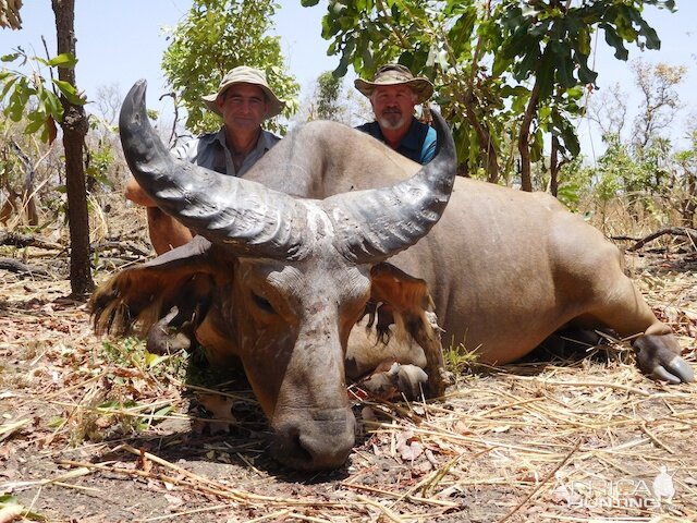 Hunting West African Savanna Buffalo Burkina Faso