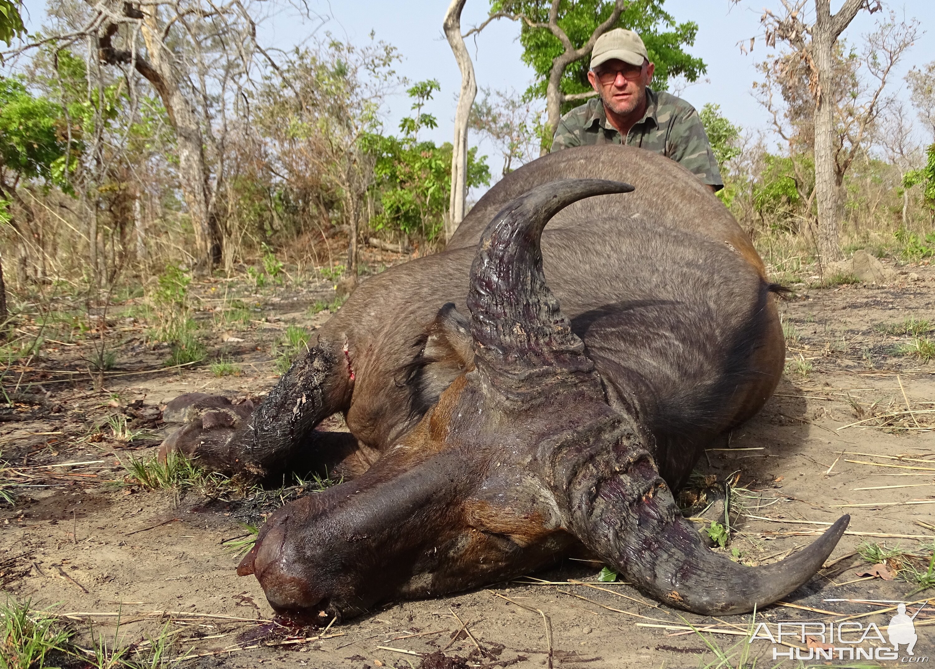 Hunting West African Savannah Buffalo Benin