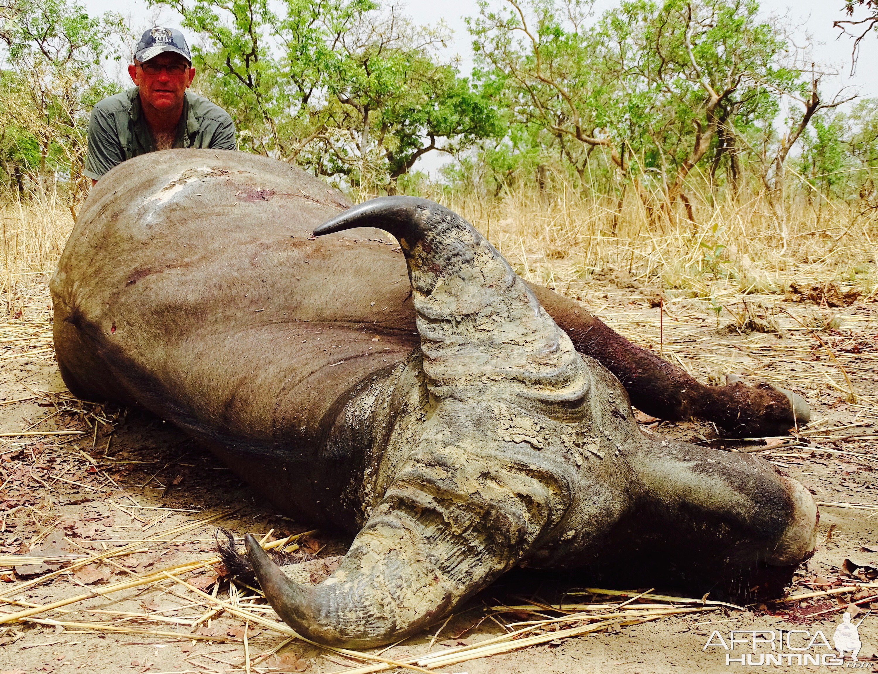 Hunting West African Savannah Buffalo Benin