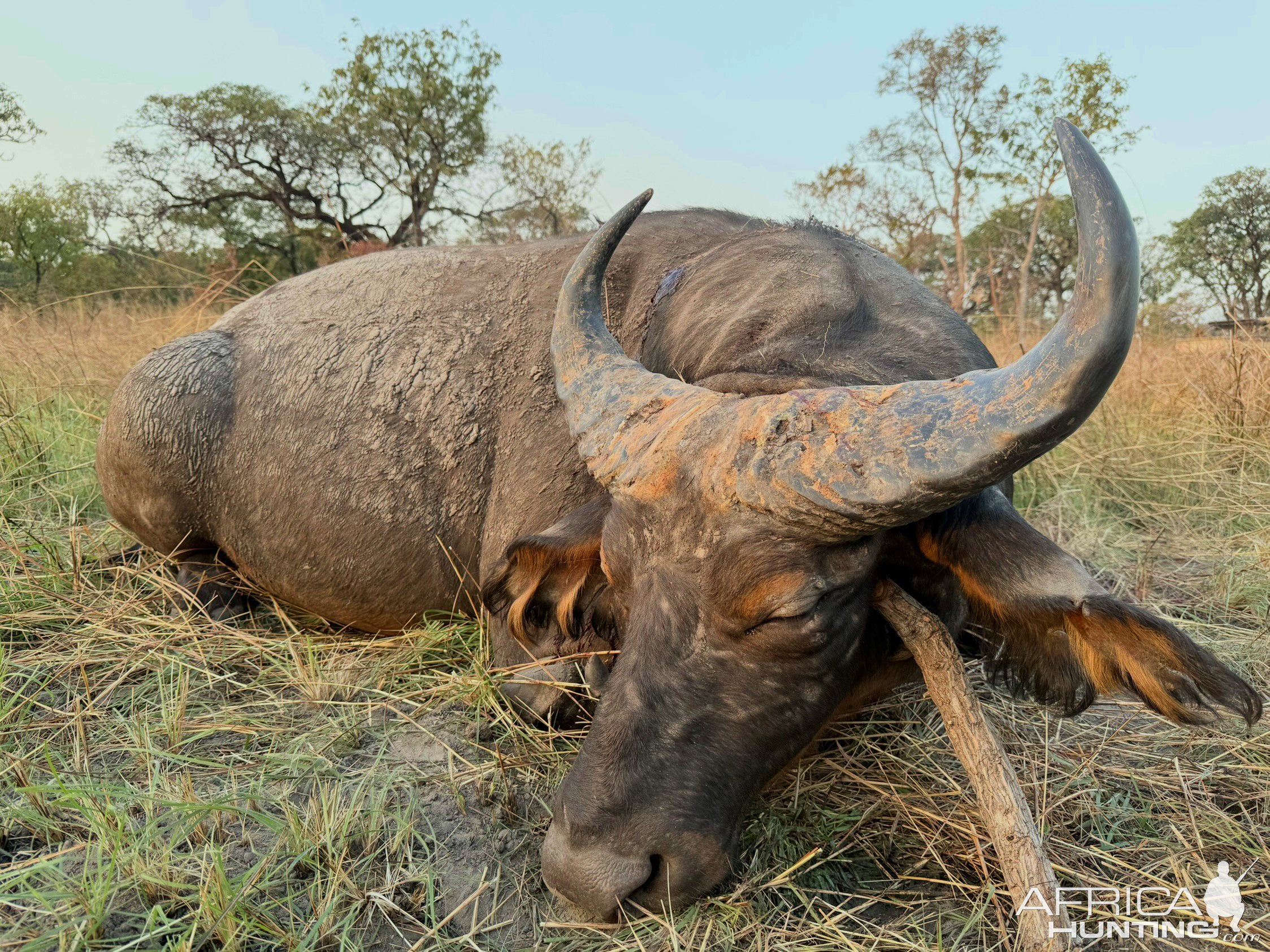 Hunting Western Buffalo Cameroon