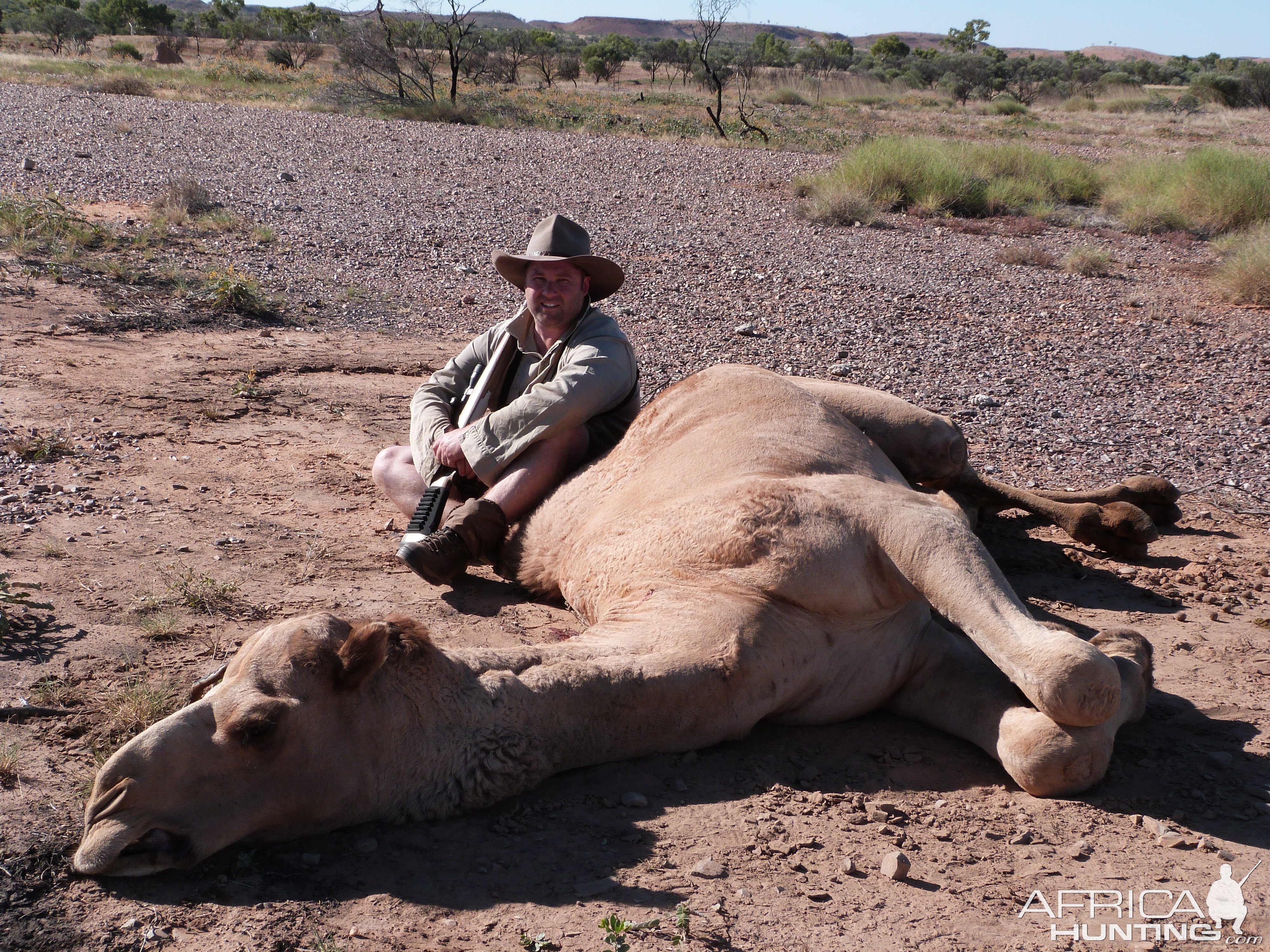 Hunting Western Camel