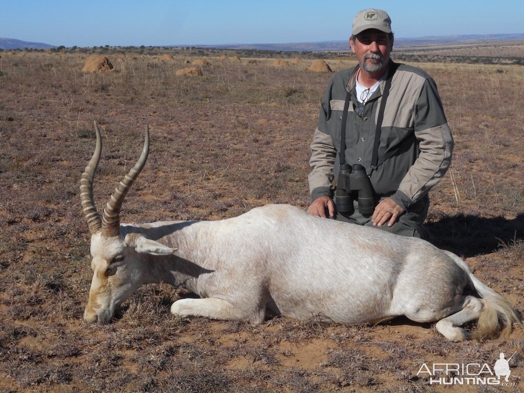 Hunting White Blesbok in South Africa