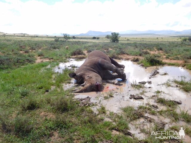 Hunting White Rhino in South Africa