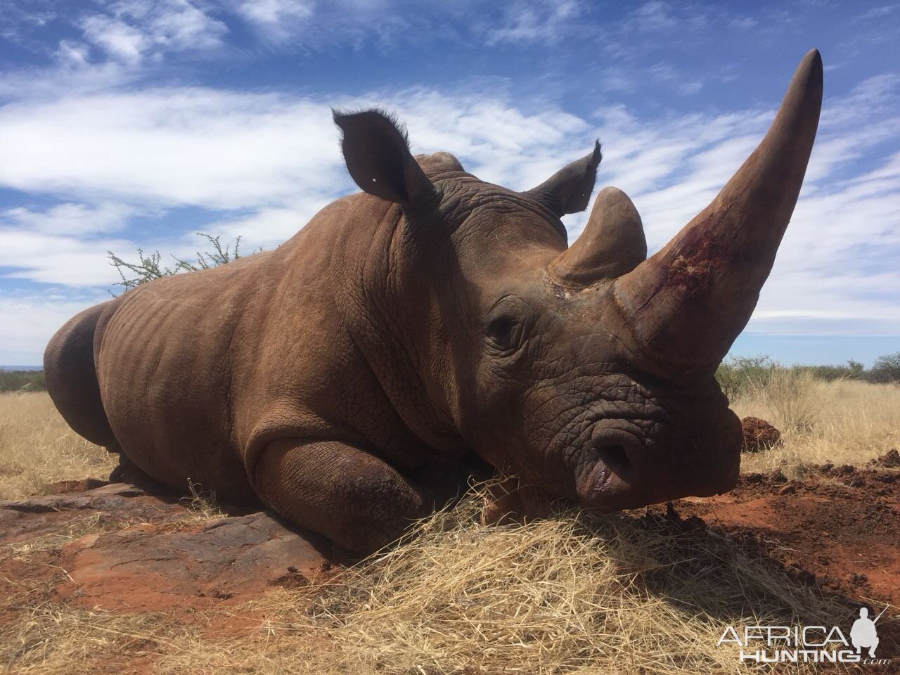 Hunting White Rhino in South Africa