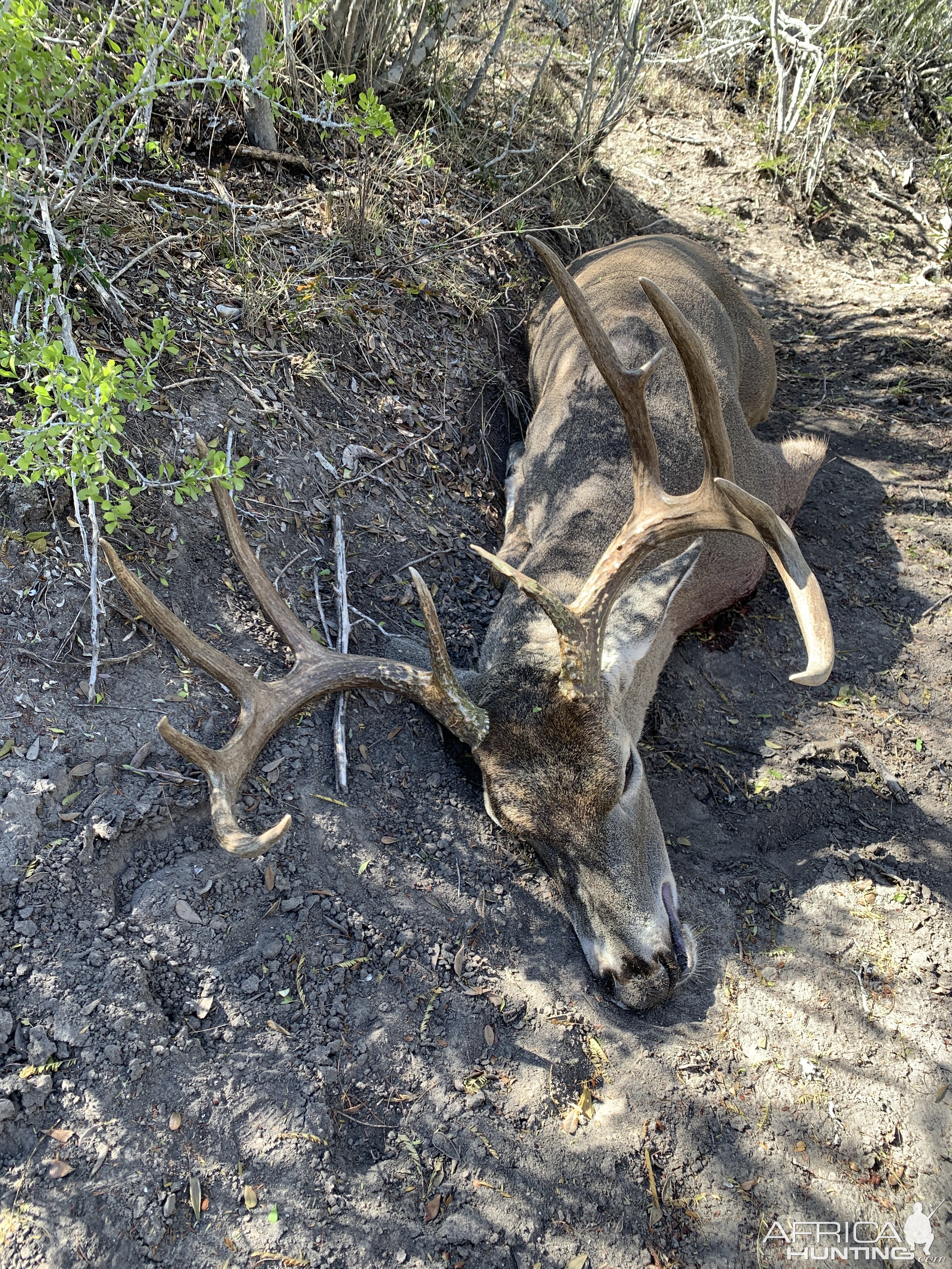 Hunting White-tailed Deer in USA