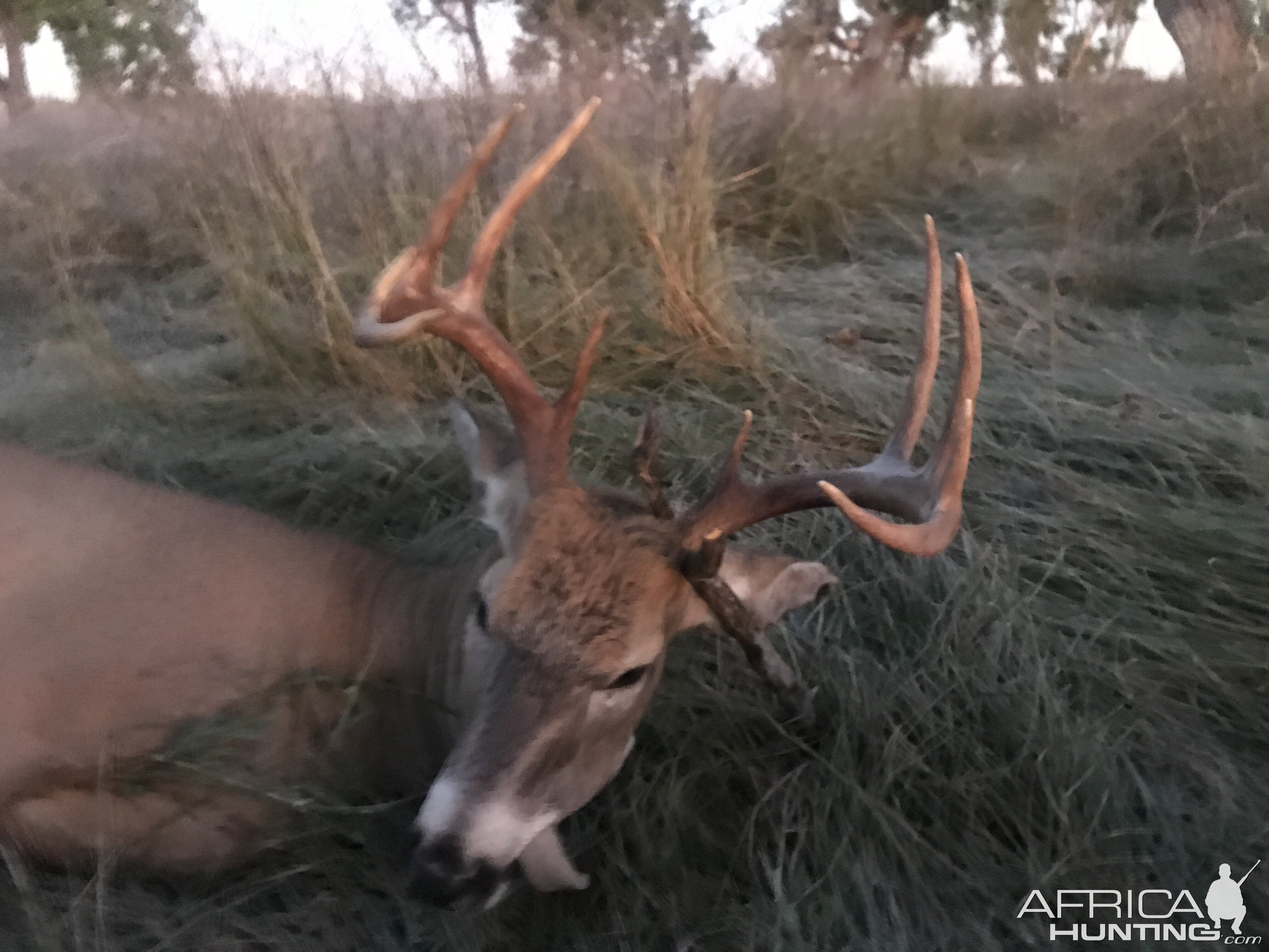 Hunting White-tailed Deer in USA