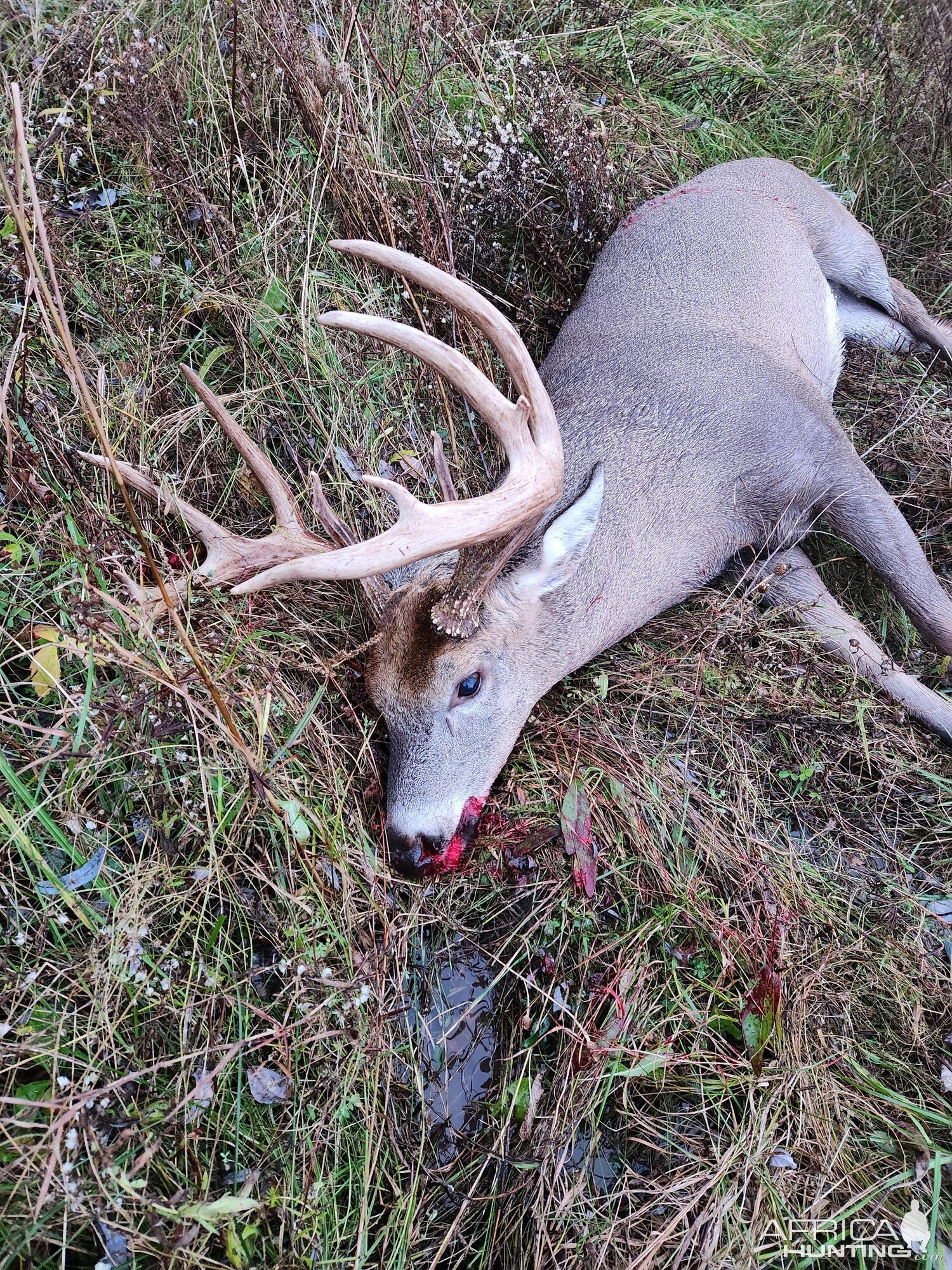 Hunting Whitetail Deer Canada | AfricaHunting.com