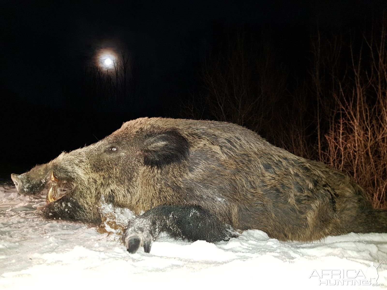 Hunting Wild Boar Romania