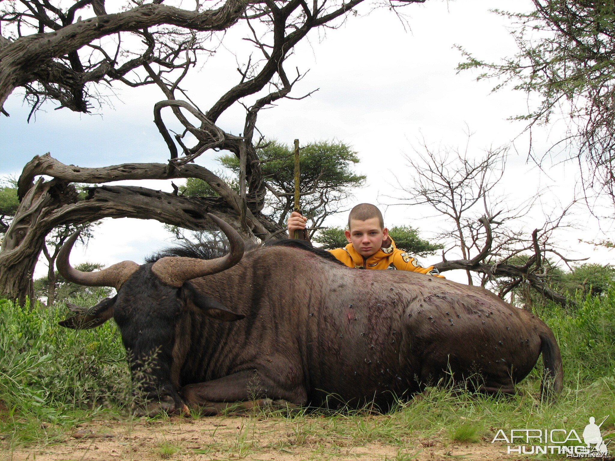 Hunting Wildebeest in Namibia