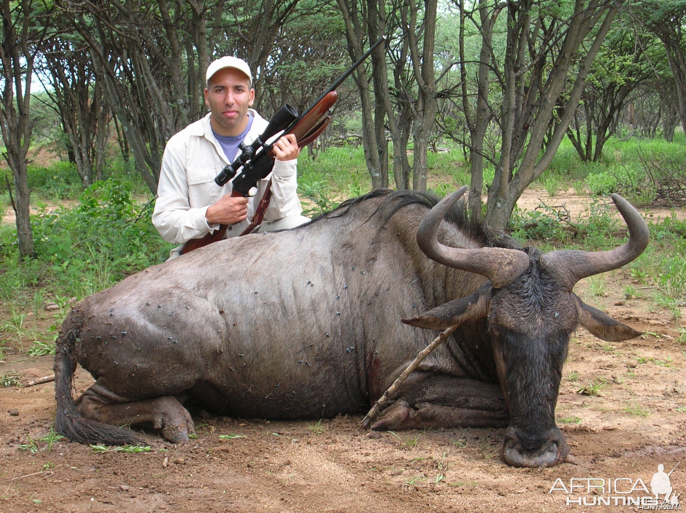 Hunting Wildebeest in Namibia