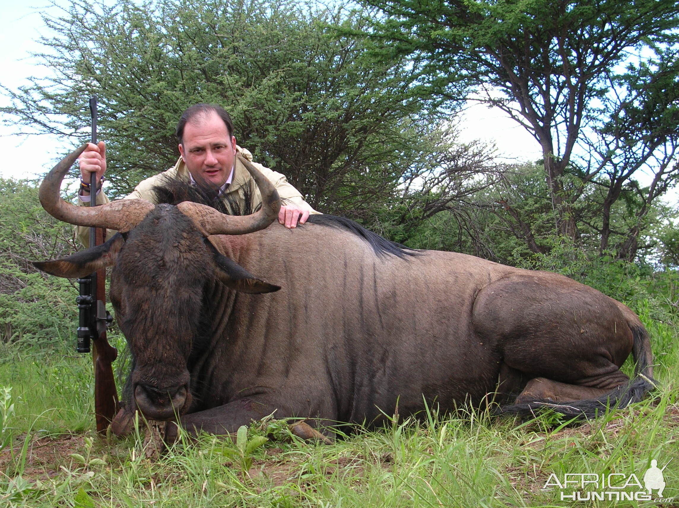 Hunting Wildebeest in Namibia