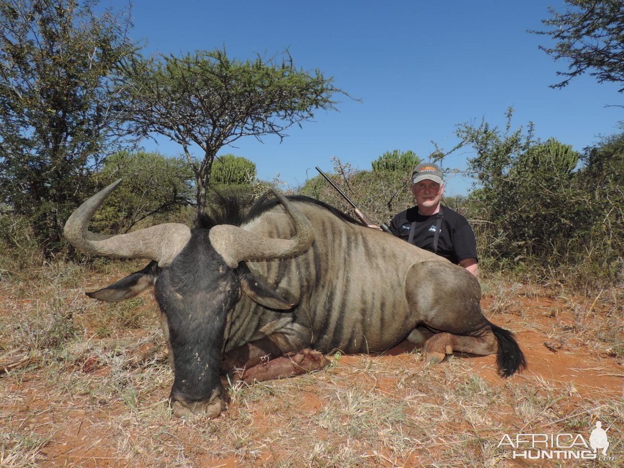 Hunting wildebeest South Africa