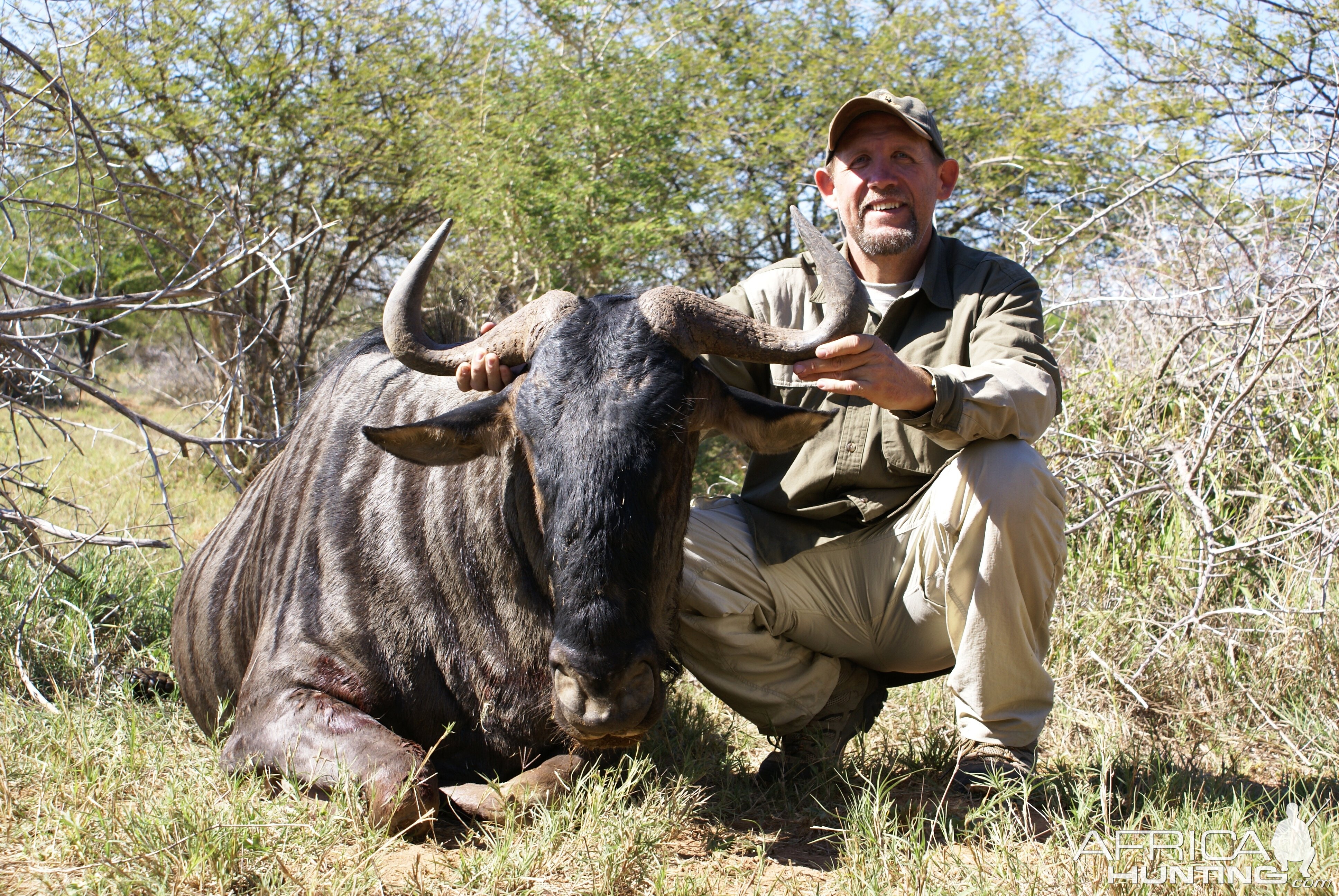 Hunting Wildebeest